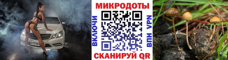 Галлюциногенные грибы Psilocybine cubensis  Аргун 